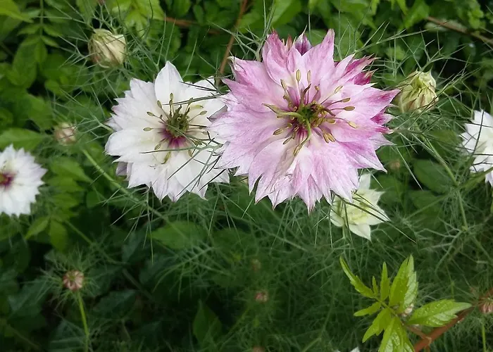 Couette-café Le Moulin D'hys